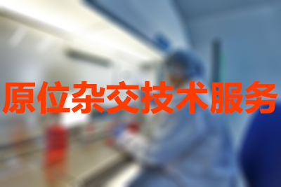 BOBSport原位杂交技术服务
