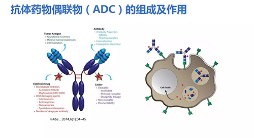 抗体药物耦联物(ADC)的组成及作用