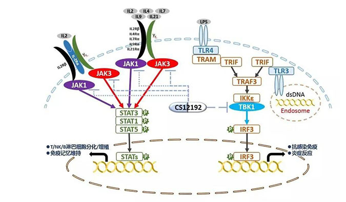 自身免疫疾病或迎新疗法！BOBSport助力微芯生物CS12192获批FDA