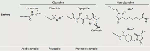 ADC-药物的连接子.png ADC-药物的连接子.png