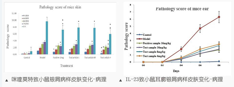 图8：咪喹莫特致小鼠银屑病样皮肤变化-病理-&-IL-23致小鼠耳廓银屑病样皮肤变化-病理.jpg