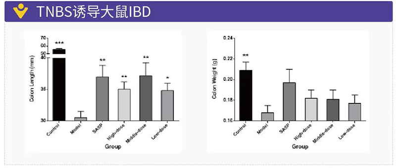 图15：TNBS诱导大鼠IBD.jpg