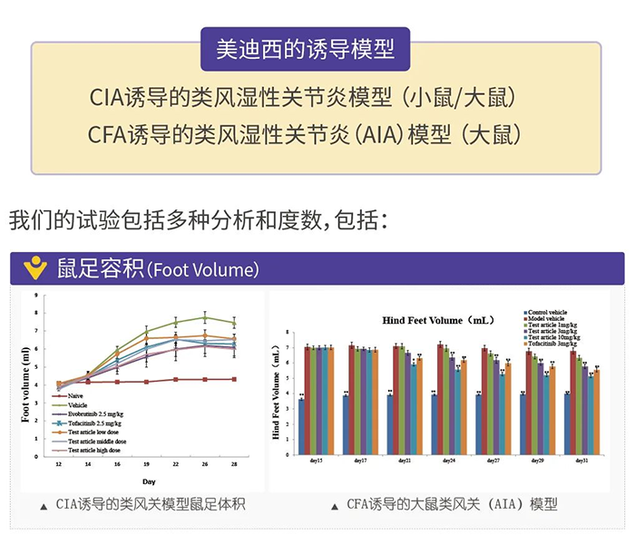 BOBSport诱导的类风湿性关节炎模型-1.png BOBSport诱导的类风湿性关节炎模型-1.png