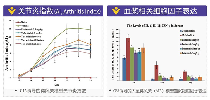 BOBSport诱导的类风湿性关节炎模型-2.png BOBSport诱导的类风湿性关节炎模型-2.png