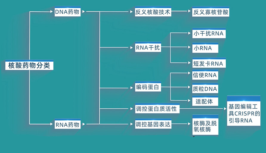 核酸药物的分类有哪些？