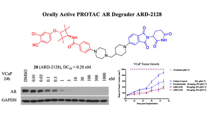 ARD-2128是一种PROTAC AR降解剂，具有出色的血浆和微粒体稳定性，体外稳定性和PK研究通过BOBSport进行