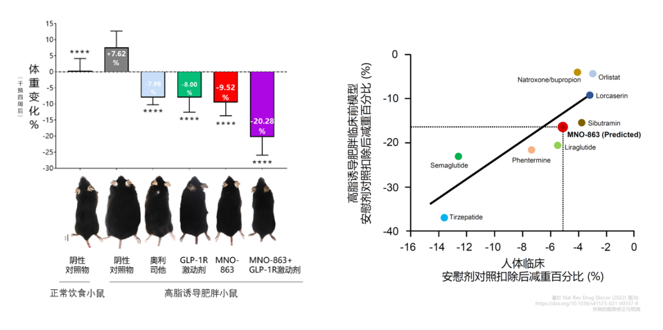 4周降低近10%体重！BOBSport助力慕恩生物MNO-863活菌生物药获批临床